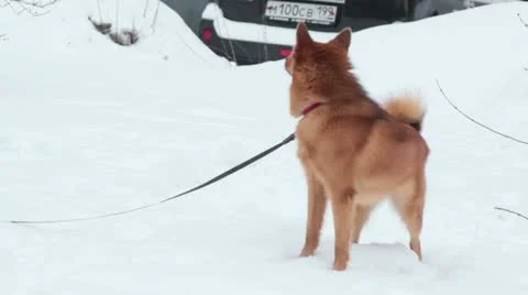 Red Eskimo dog Stock Footage 20587355