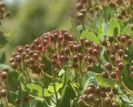 Red Eucalyptus buds waving in wind - full screen Stock Footage 22014776