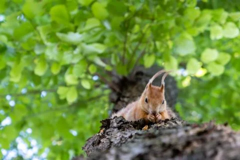 Red Eurasian squirrel feeding on a tree on blurred background Stock Photos