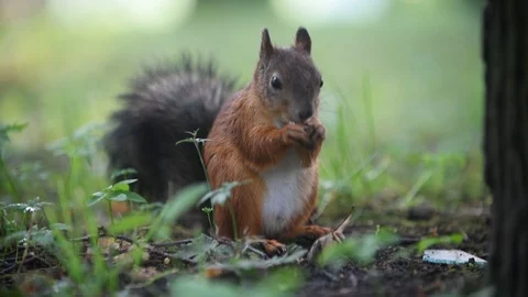 Red eurasian squirrel on the ground in the park eating nut, close-up. Stock Footage 121858430