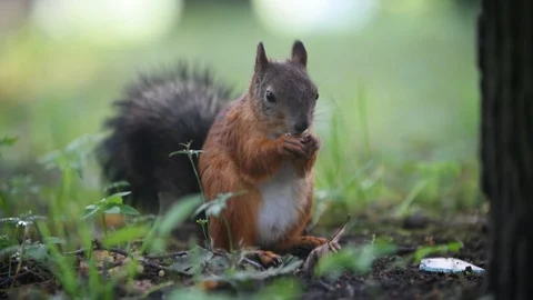 Red eurasian squirrel on the ground in the park eating nut, close-up. Stock Footage 121858492