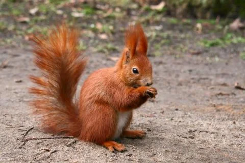 Red Eurasian squirrel Stock Photos