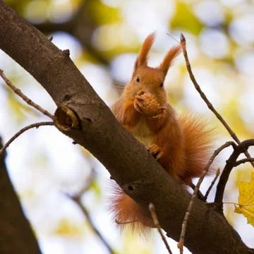 Red Eurasian squirrel Stock Photos
