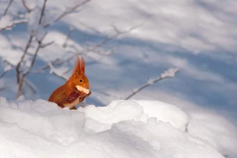 Red Eurasian squirrel Stock Photos
