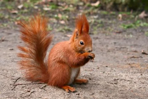 Red Eurasian squirrel Stock Photos