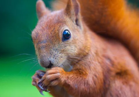 Red Eurasian squirrel Stock Photos