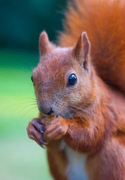 Red Eurasian squirrel Stock Photos