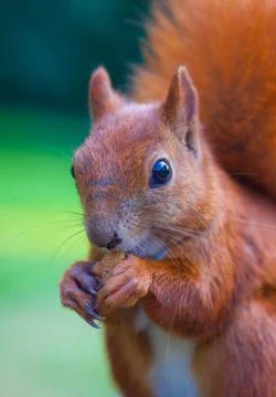 Red Eurasian squirrel Stock Photos
