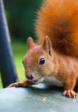 Red Eurasian squirrel Stock Photos