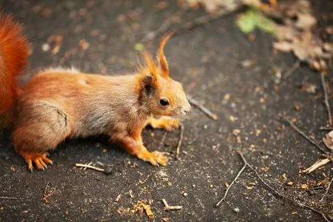 Red Eurasian squirrel running in the park Stock Photos
