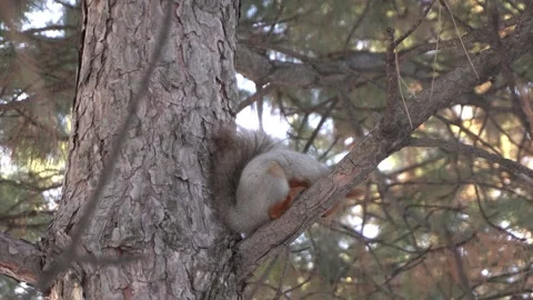 Red eurasian squirrel sits on a tree branch and eats a nut. The nut falls down. Stock Footage 298233072