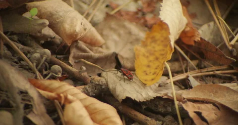 Red European firebug on fallen leaf 4K video Stock Footage 320489898