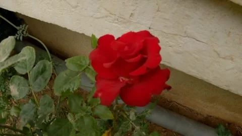 Red eustoma flower Video stock 242781244