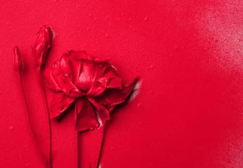 Red eustoma flower on a red paper background with drops of paint. Stock Photos