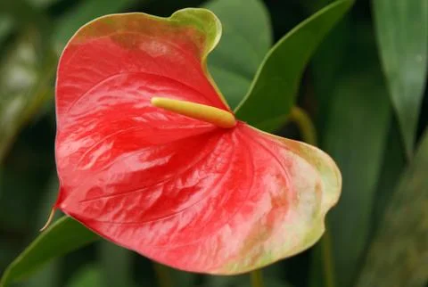 Red exotic flower Stock Photos