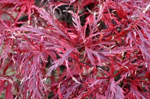 Red exotic grass Stock Photos