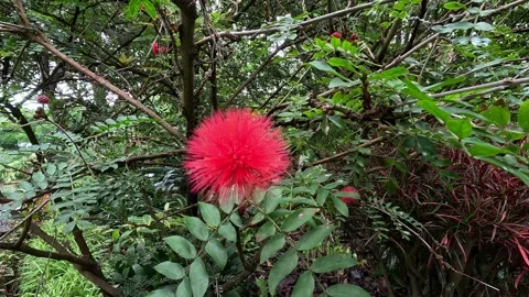 A red exotic plant in the park with large green leaves Stock Footage 329317632