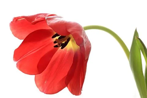 Red exposed tulip. Stock Photos