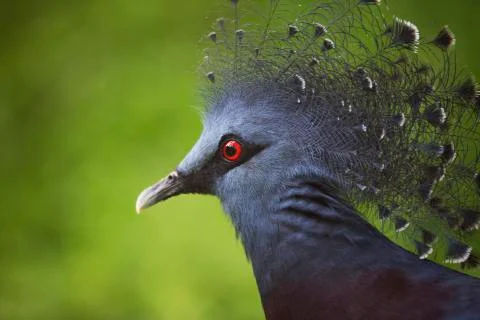 The red eye 1 Stock Photos