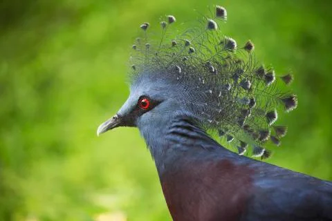 The red eye 2 Stock Photos