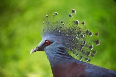 The red eye 3 Stock Photos