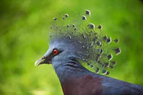 The red eye 4 Stock Photos