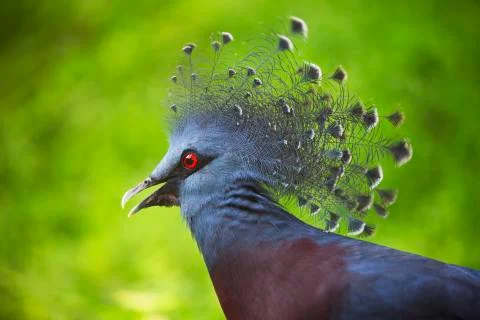 The red eye 5  Stock Photos