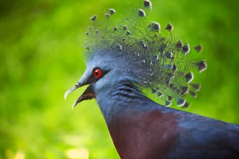 The red eye 6 Stock Photos