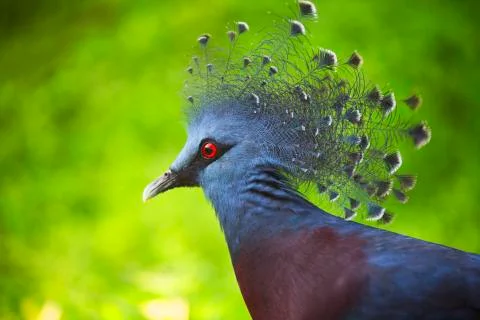 The red eye 7  Stock Photos