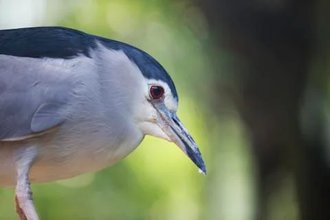 RED Eye bird 1  Stock Photos
