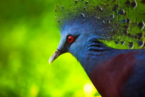 The red eye close up 2 Stock Photos