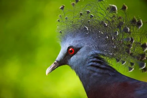 The red eye close up  Stock Photos