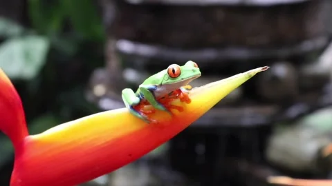 Red-eye frog sitting on an orange-colored leaf breathing fast. Stock Footage 183076837