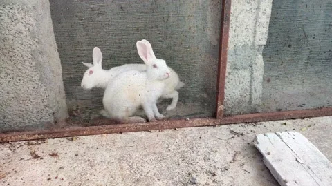 Red Eye Rabbits in a Cage, Pair of Pure White Rabbit 動画素材 201859320