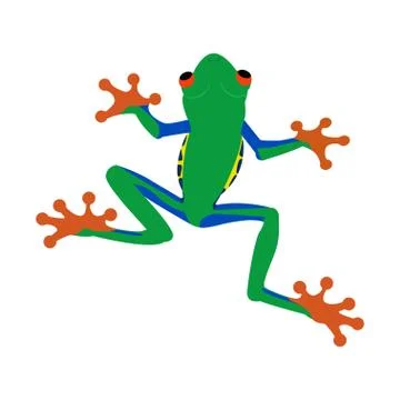 Red eye tree frog Agalychnis callidryas Stock Illustration