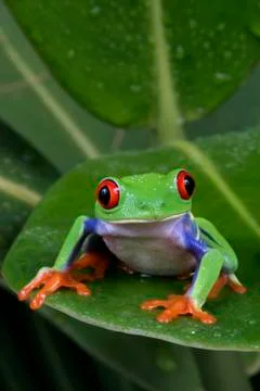 Red eye tree frog, Agalychnis callidryas Stock Photos