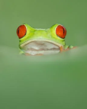 Red eye tree frog from costa rica with great red eyes, peaking over a leaf Stock Photos