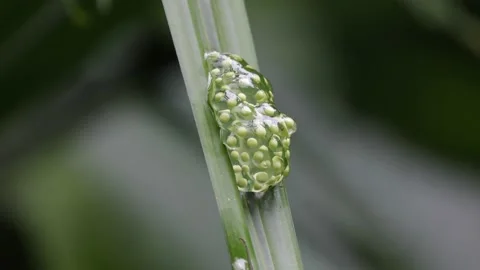 Red-eye Tree Frog eggs hanging on a green leaf in rainforest close up Stock Footage 160108519