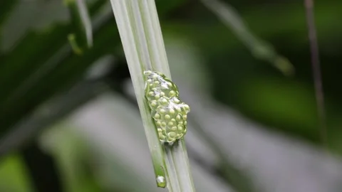 Red-eye Tree Frog eggs hanging on a green leaf in rainforest Stock Footage 160108573