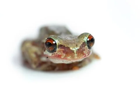 Red eye tree frog looking goofy Stock Photos