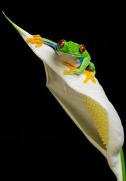 Red Eye Tree Frog Stock Photos