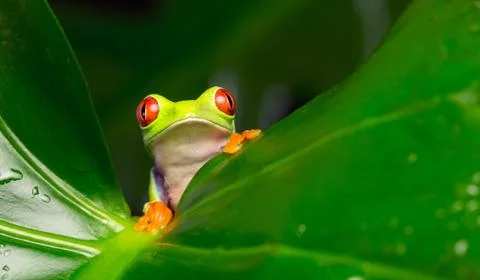 Red Eye Tree Frog Stock Photos