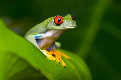 Red-Eyed Amazon Tree Frog Stock Photos