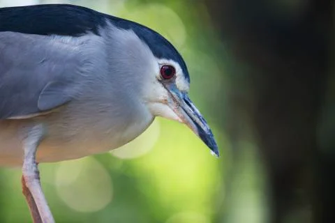 RED Eyed bird 2  Stock Photos