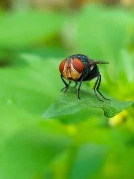 Red-eyed blue fly captured in natural habitat Stock Photos
