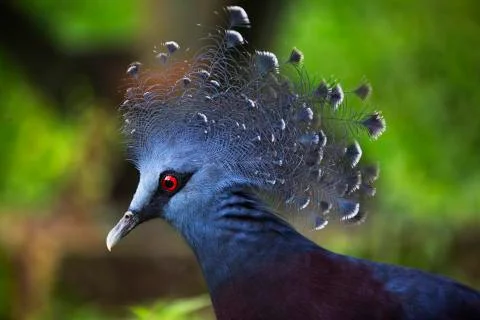 The red eyed crown  Stock Photos