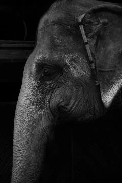 Red Eyed Elephant  Stock Photos