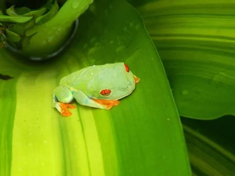 Red eyed frog Foto stock