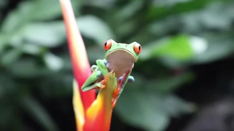 Red-eyed frog walking on a leaf missing one of his steps Stock Footage 183076841