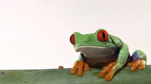 Red-eyed green tree frog shifts position on green branch Stock Footage 46585250